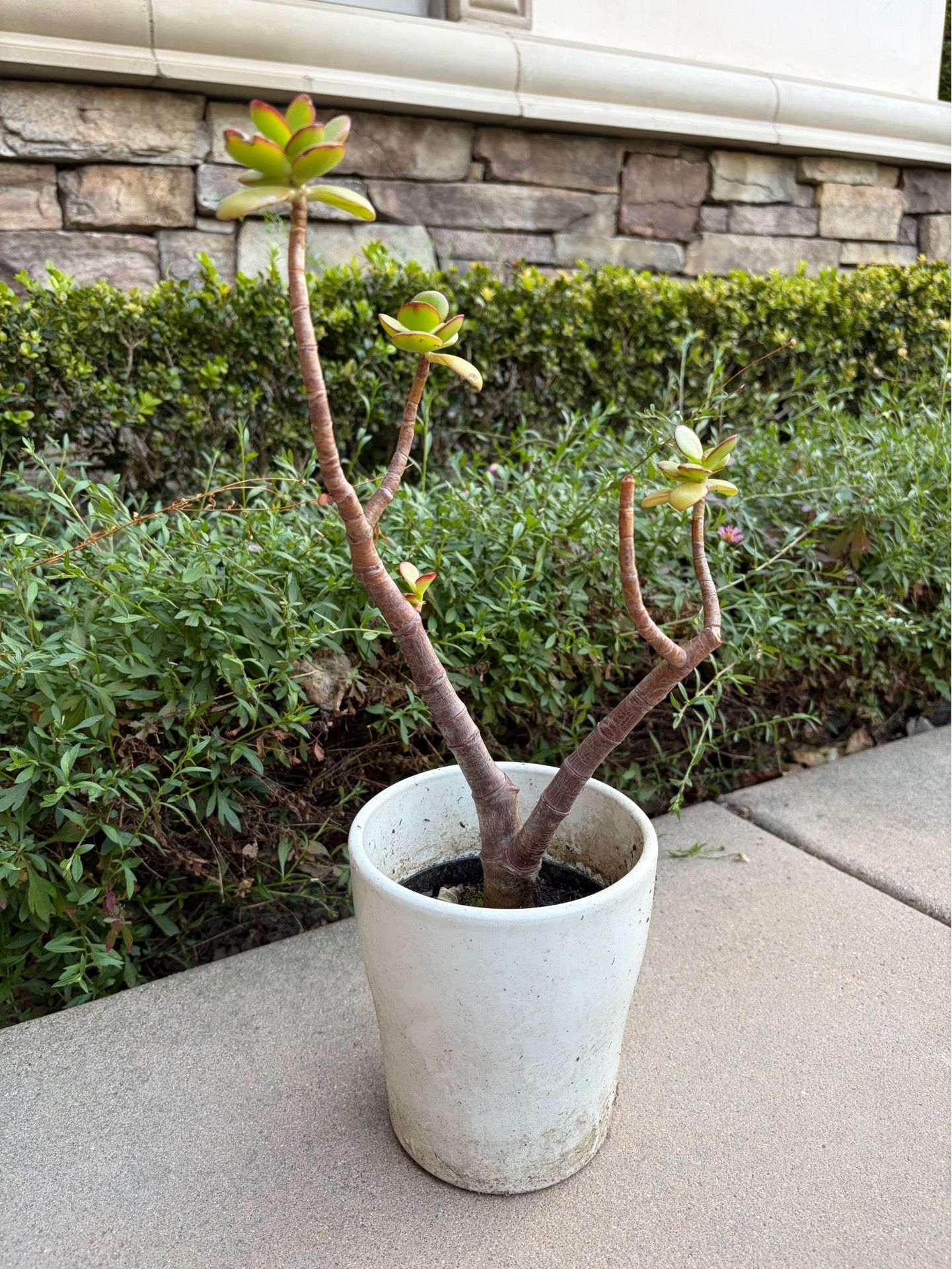 Succulent plant in pot