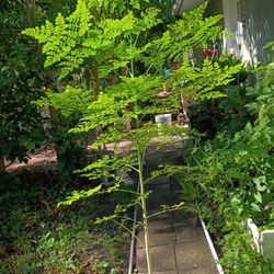 Morninga Plant 3' 4' Tall Healthy $25 Each Few Left Hurry