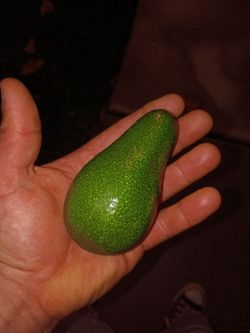 Avocado
