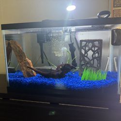 10 Gallon Aquarium 