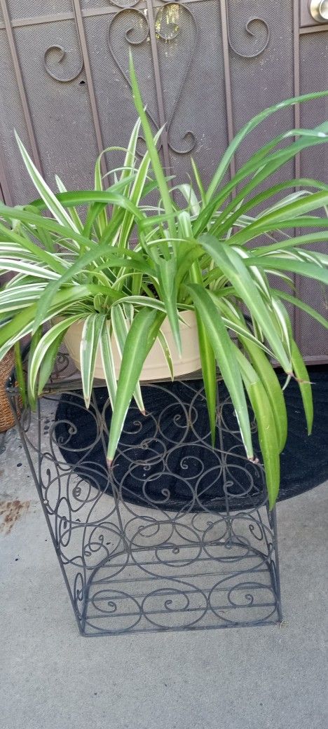 tiende 2 plantas de liston 2 colores