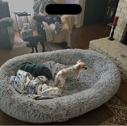 Human Dog Bed