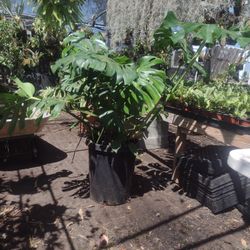 Split Leaf Philodendron