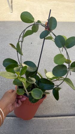 Australis hoya
