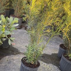 Podocarpus - 3gl