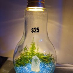Fish, Shrimp, Neocaridina, Fire red, Guppies, Endlers, Snails, Rams Horn, Plants, Moss, Water Spangles (Salvinia minima) Duck Weed, Pothos 