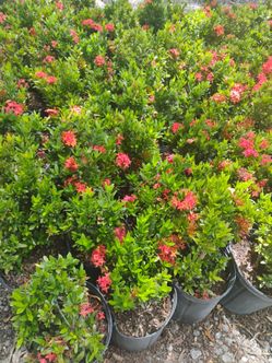 Dwarf red ixora hedges 3gl $6