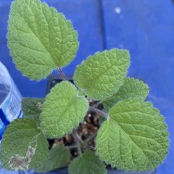 Lemon Balm Mandarin plant - Toronjil Mandarina planta - orange