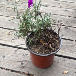 1g Ice plant Purple Lampranthus Succulent Plant 