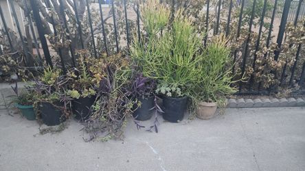 Succulent Plants ❗️READ FULL DESCRIPTION❗️
