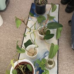 Plant propagations