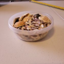 Assorted Sizes Sea Shell