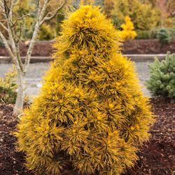 Very Rare ‘Moseri’ Dwarf Pine Trees —