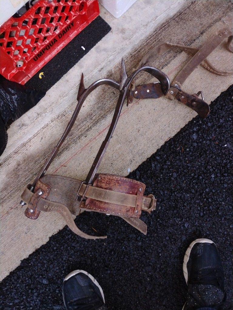 Tree Climbing Spikes Clamp On Strap Leather