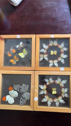 butterfly specimen