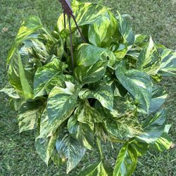 GOLDEN POTHOS ( Hanging Basket) 10” Pot
