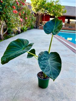 Alocasia regal shield 4” pot