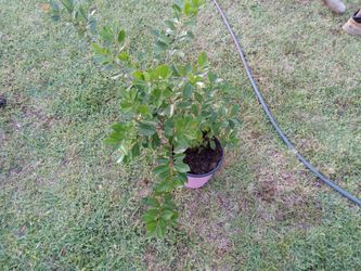 Cherry Guava