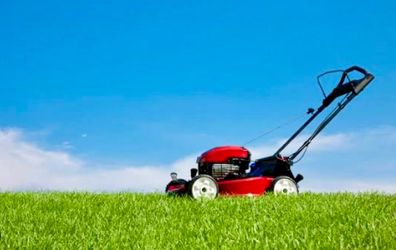 Grass