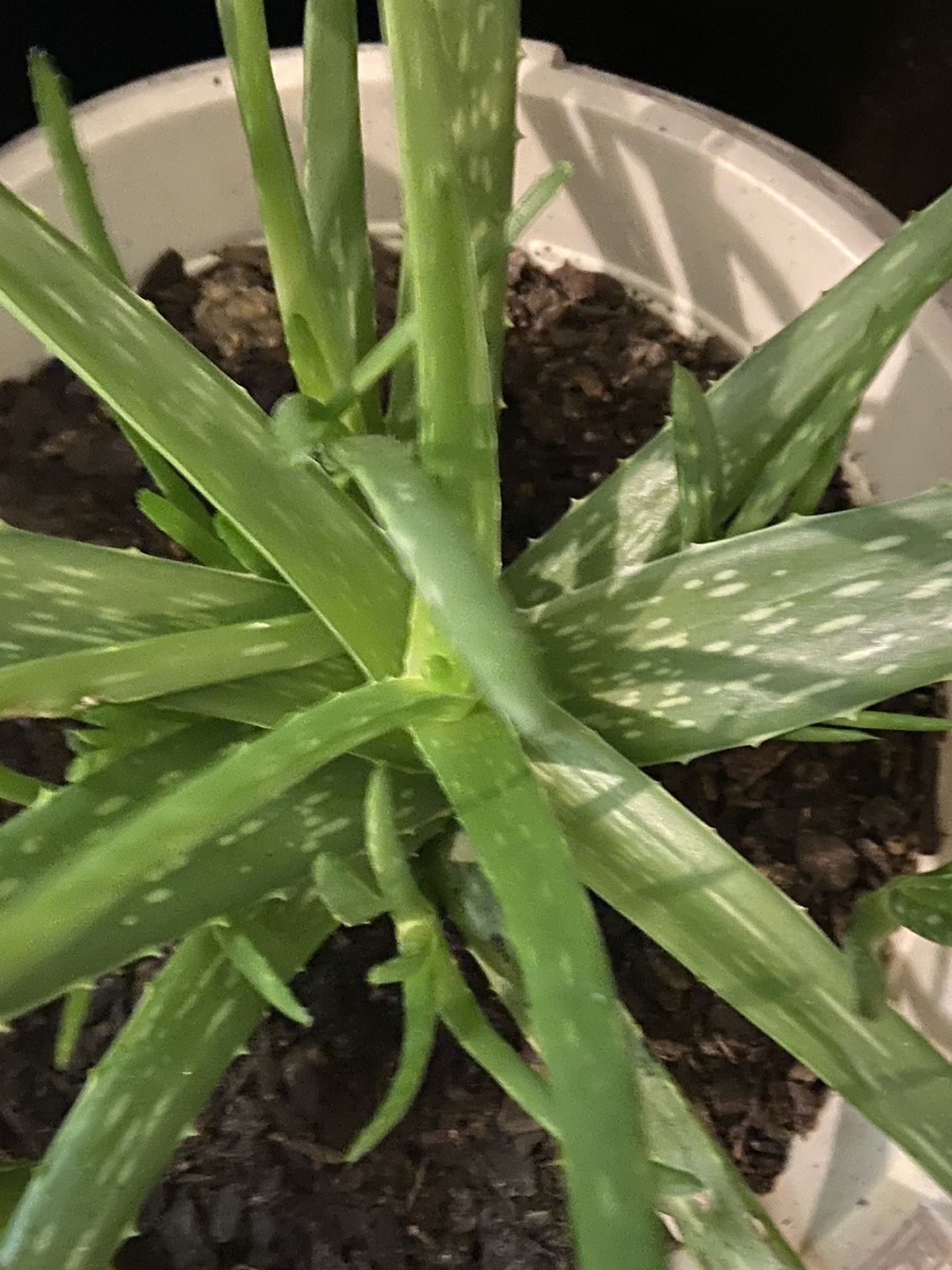 Aloe Vera Pups