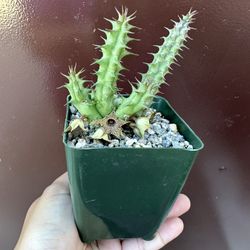 4” huernia sudanensis