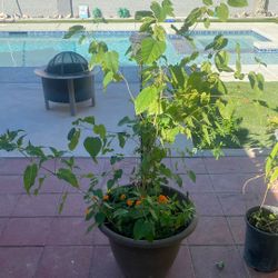 Margot’s,Claveles Amarillos, Clavellinas, Dragons Midnight Flower, And A Beautiful White Mulberry,