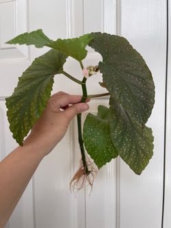 Begonia lercerna plant CUTTING- fully rooted