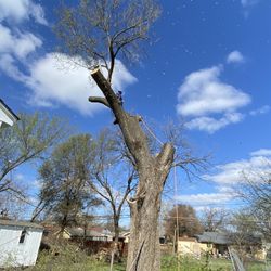 GOOD PRICE ON 🌳🌳Removal 