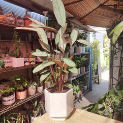 Calathea Indoor Plant 