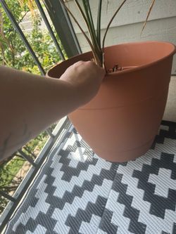 Big planter