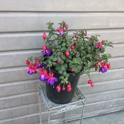 Fucshia Plant In 3 Gallons Pot XL Flower 
