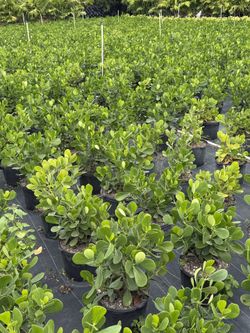 Clusia 7 Gallon Plants $$$