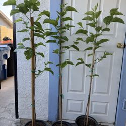 Árboles De Mora Macho 5 Pies Nomás Me Quedan 3 $50 Cada Uno Precio Firme 