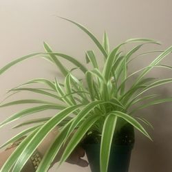 Variegated spider plant
