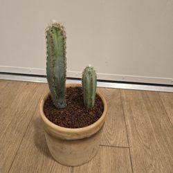 2 Wooly Blue Torch Cactus In Pot (Pilosocereus Glaucescens)