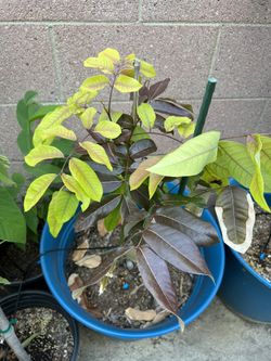 Ruby Longan