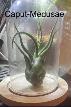 Tillandsia ‘Air’ Plants With Wire Hangers