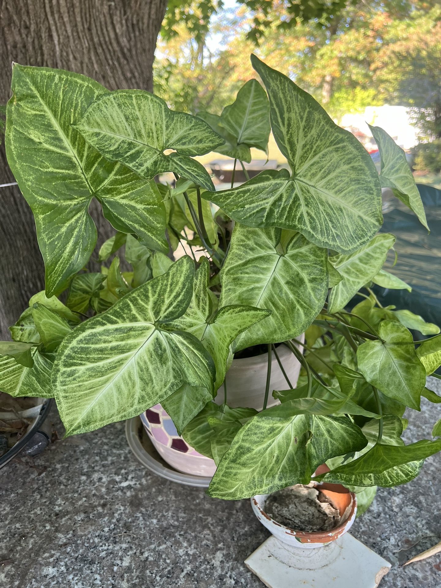 Beautiful Plant With Beautiful Ceramic Pot
