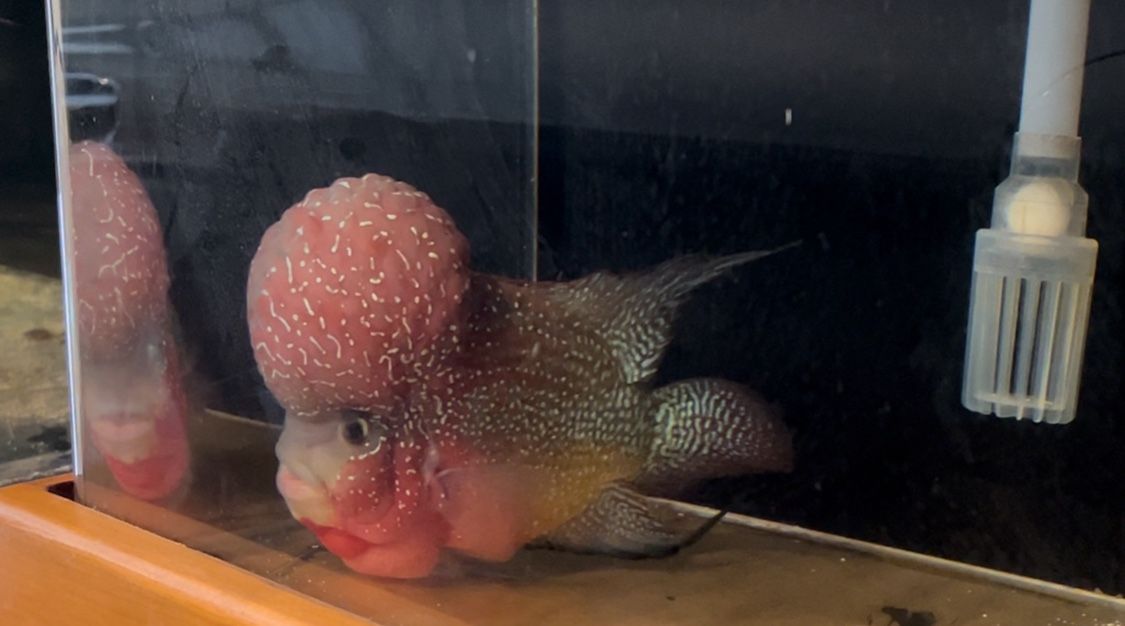 Fish Tank Flowerhorn 