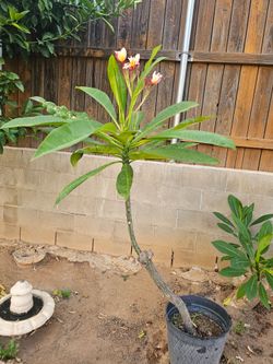 Plumeria