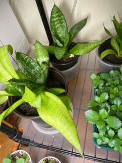 2 Snake plants