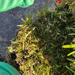 Fresh St. Augustine Sod Pallet - $225