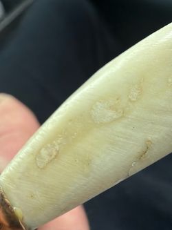 Antique Mayan gold on bone/tooth/claw