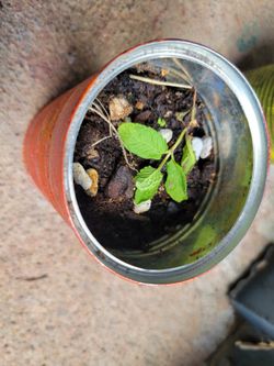 $10 Baby Mint Plant In Recycled/Upcycled Tin Can Container  W/ Acrylic Paint & Anti UV Sealing Spray