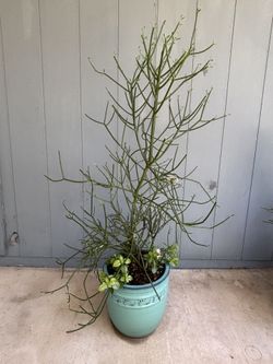 Beautiful Ceramic Pot With Fire Stick Plant And Companion Plantings