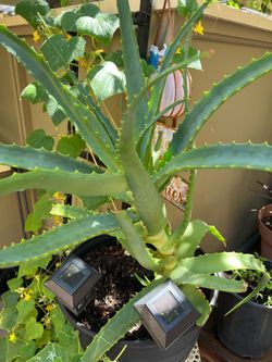 Aloe vera plants