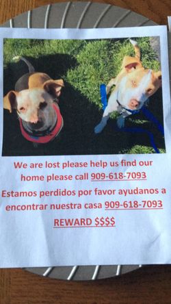 Have you seen my two dogs?