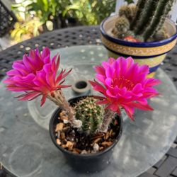 CACTUS PLANT 