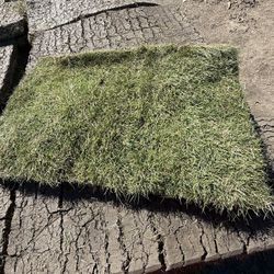 Zeon Zoysia Sod Available 