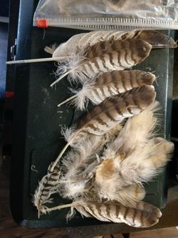 Hawk Feathers